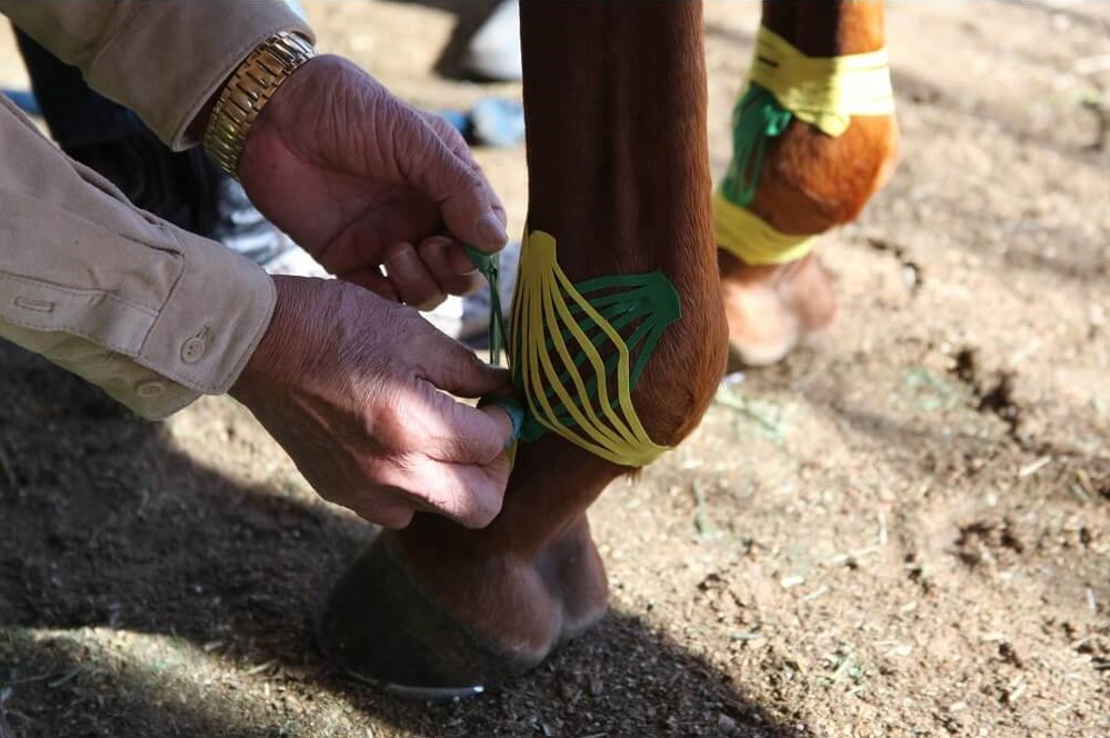 Kinesio Equine