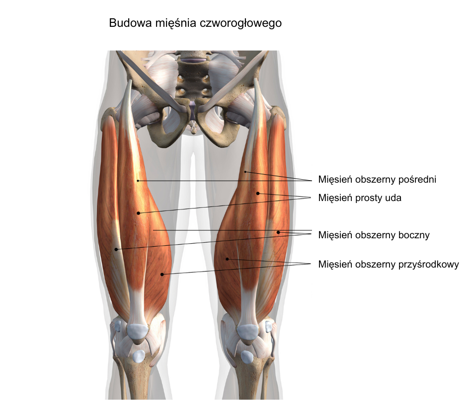 budowa mięśnia czworogłowego uda
