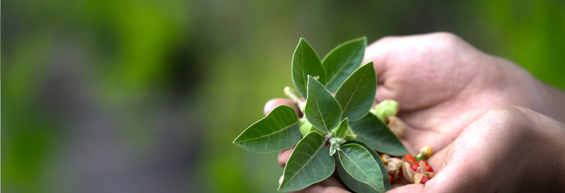 Ashwagandha – czym jest i jak działa? Kiedy stosować żeń-szeń indyjski?