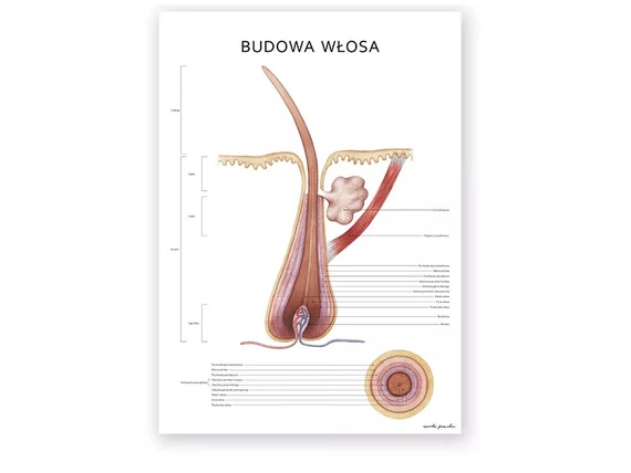 Plakat Budowa Włosa