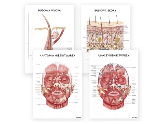 Plakat Anatomia Piękna - komplet 4szt.