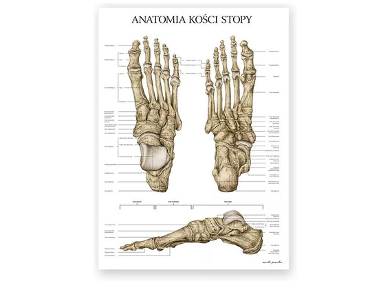 Plakat Anatomia Kości Stopy