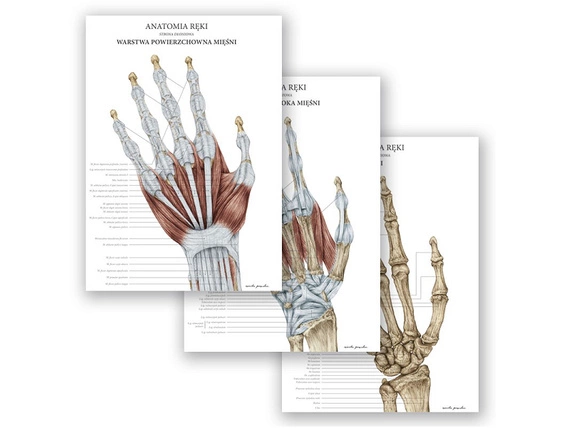 Plakaty Anatomia Ręki - komplet 3szt.