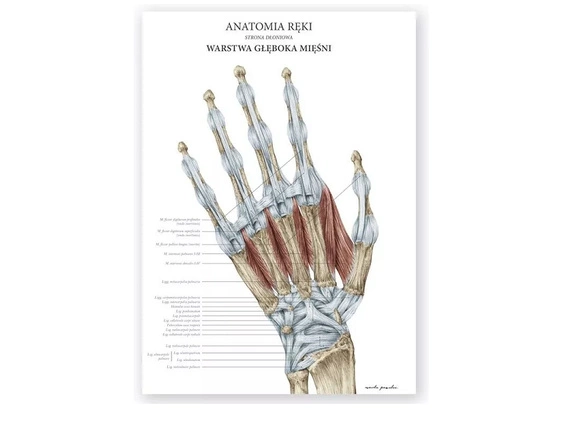 Plakat Anatomia Ręki - Warstwa Głęboka