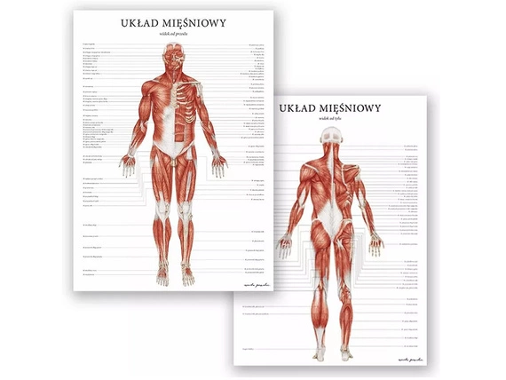 Plakat Układ Mięśniowy Człowieka - komplet 2szt.