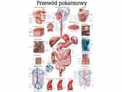 Tablica anatomiczna "Przewód pokarmowy"