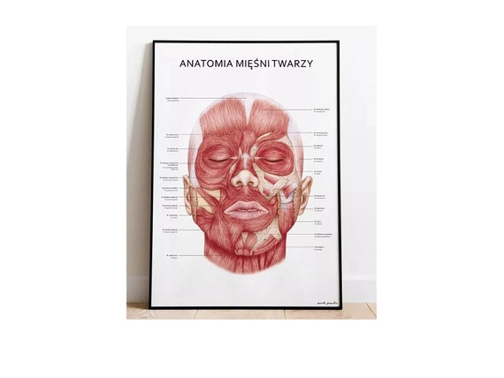 Plakat Anatomia Piękna - komplet 4szt.