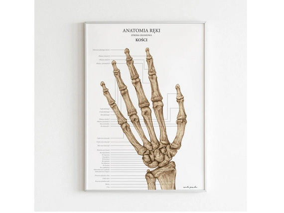 Plakaty Anatomia Ręki - komplet 3szt.