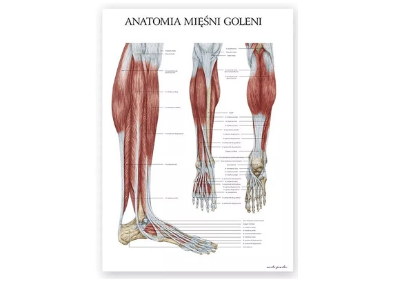 Plakat Anatomia Mięśni Goleni