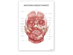 Plakat Mięśnie Twarzy