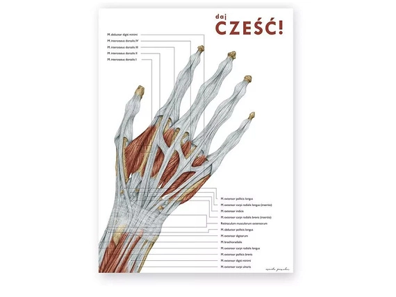 Plakat Anatomia Ręki - Daj Cześć