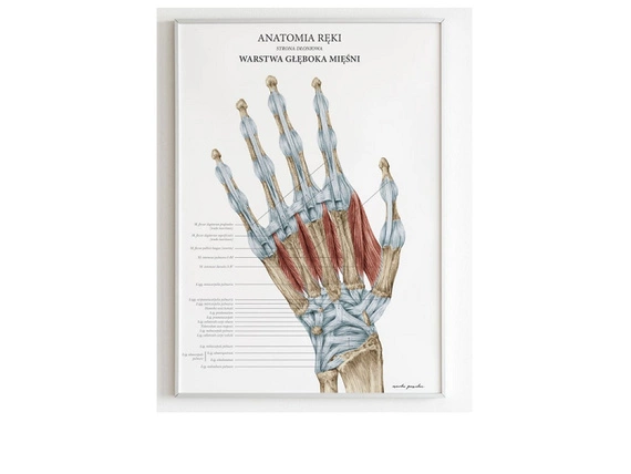 Plakaty Anatomia Ręki - komplet 3szt.