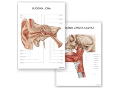 Plakaty Anatomia Ucha i Gardła - Komplet