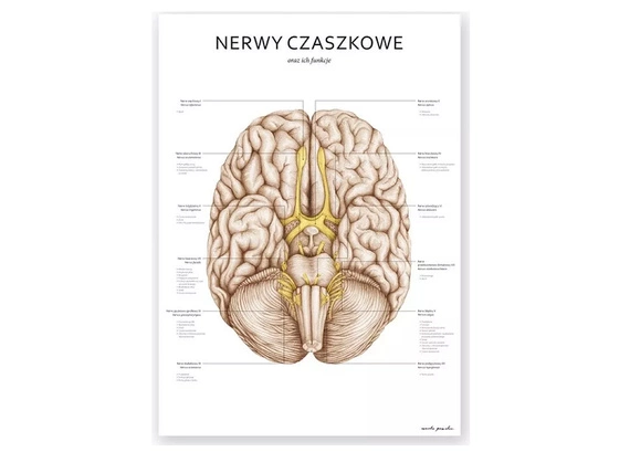 Plakat Nerwy Czaszkowe