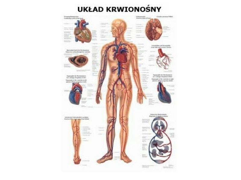 Sprawdzian Ciało Człowieka Kl 5 Układ Krwionosny fizjoterapia.elmedico.pl